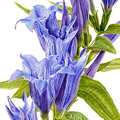 Gentian